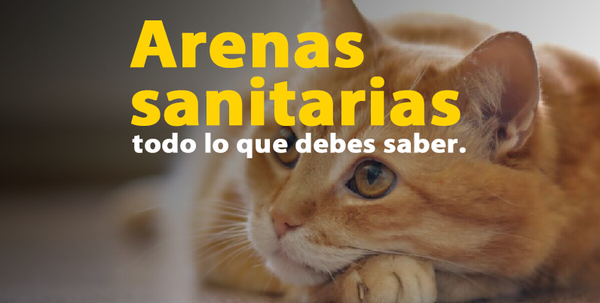 arena para gatos en concepción